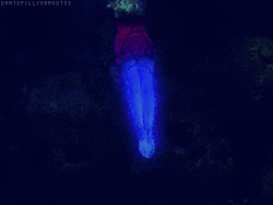 Tail Transformation.gif