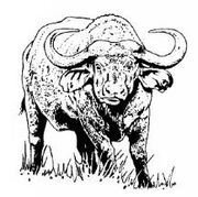 A harad buffalo