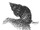Dog whelk shellfishes