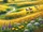 Nessa’s Meadows