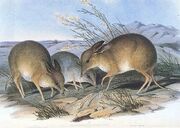 800px-PigFootedBandicoot.jpg