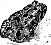 Spottedtoad