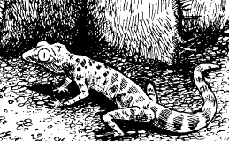 Lizard
