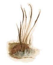Bluereed.jpg