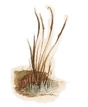 Bluereed