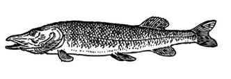 Pike