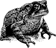 Gorgtoad