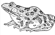 Rivertoad