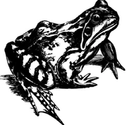 Brownfrog