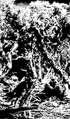 Fangorn Marching Ent