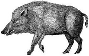 Fenboar