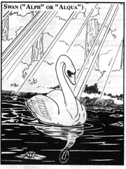 A Swan