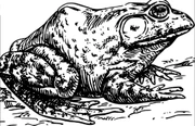 Copperbackbullfrog