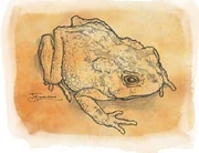 Gold-toad