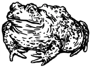 Cavetoad