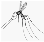 Mosquito