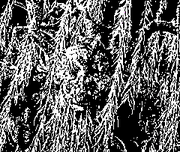 Ent2