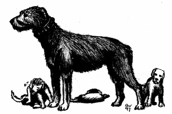 Dogs The New Notion Club Archives Fandom the new notion club archives the new notion club archives fandom