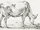 White Cow