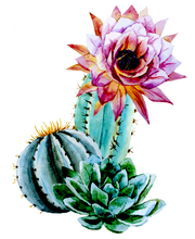 Cactus