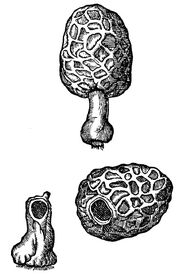 Hoppermushrooms