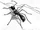 Giant Warrior Ants
