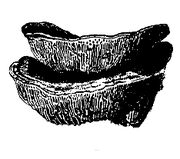 Witchspie.jpg