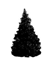 Silverfir.jpg