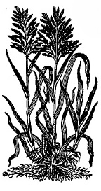 Klytun