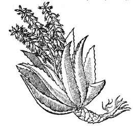 Aloe.jpg