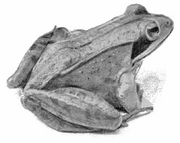 Midgewaterfrog
