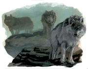 Greywolves