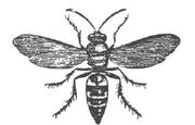 Fly.jpg