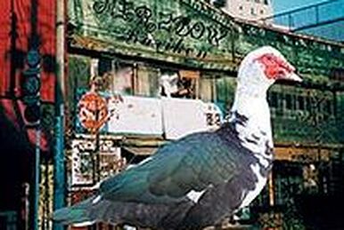 Black Bone, Part 5 | Merzbow Wiki | Fandom