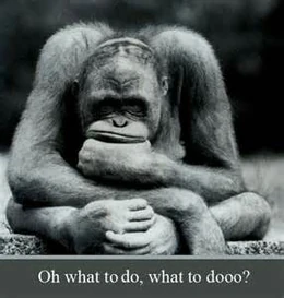 And despite my look I'm not a monkey.