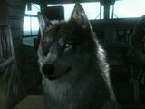 D-Dog