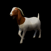 BoerGoat 324a1a2bd18fb