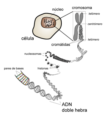 Chromosome Spanish text