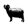 Karakul Sheep