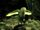 The End's parrot