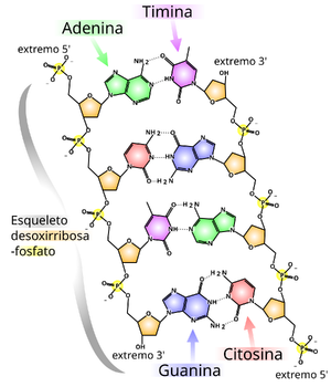 Estructura química del ADN.
