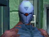 Gray Fox