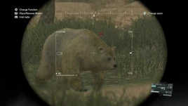 Himalayan Brown Bear