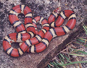 Falsa Coral