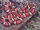 Falsa coral
