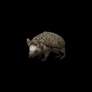 Long-eared hedgehog