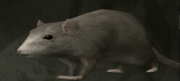 Rat