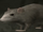Rat