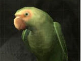 Loro (comida)