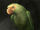 Loro (comida)